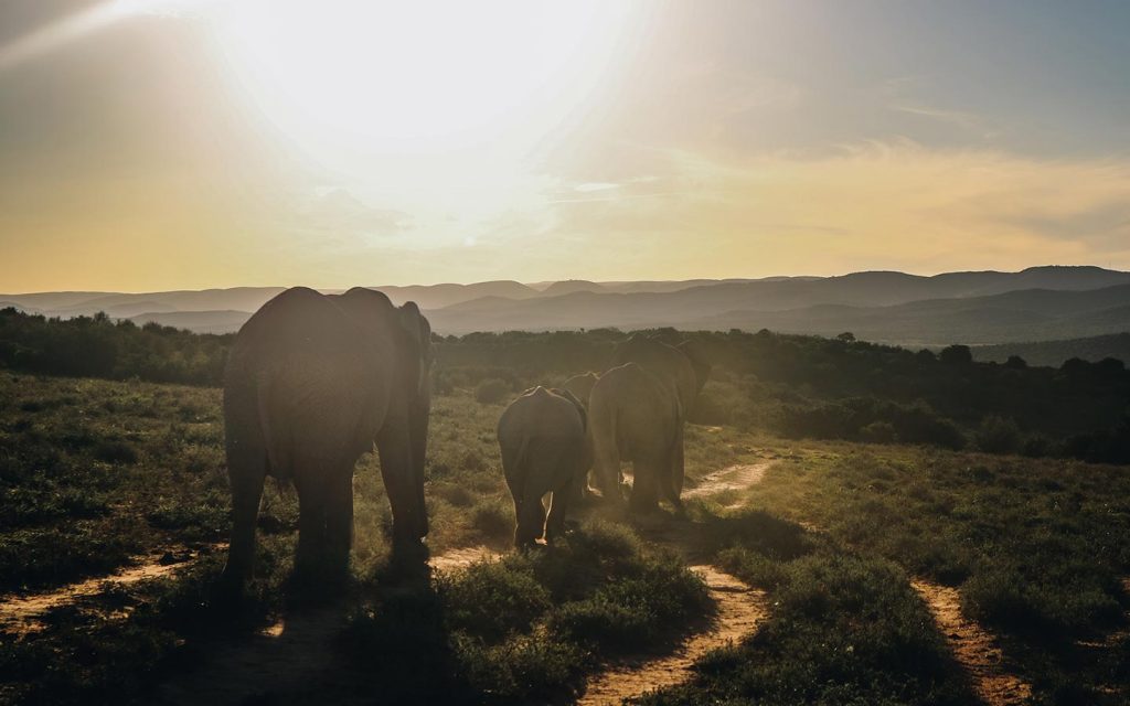 Wildlife and Gorillas